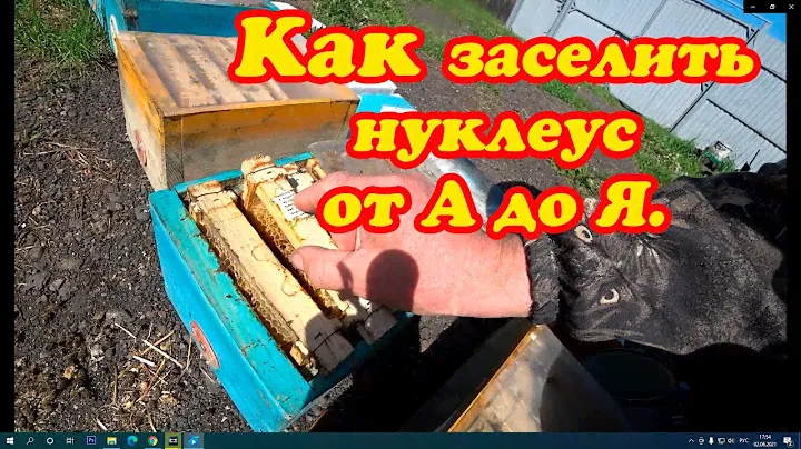 ЗАСЕЛЕНИЕ ТРЁХ РАМОЧНЫХ НУКЛЕУСОВ от А до Я, ПРОСТЕЙШИЙ СПОСОБ НА МОЕЙ ПАСЕКЕ.