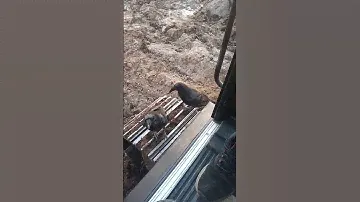 #работа #excavat #вахта #ворон