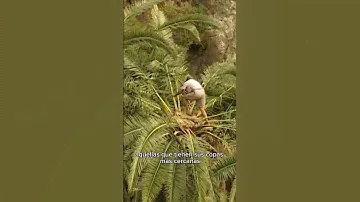 #SHORT | MIEL DE PALMA con la savia o guarapo de las palmeras (Vídeo completo en mi canal)