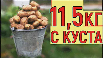 УРОЖАЙ КАРТОФЕЛЯ   ВЕДРО С КУСТА  ВЫРАЩИВАНИЕ КАРТОШКИ В ЯЩИКЕ